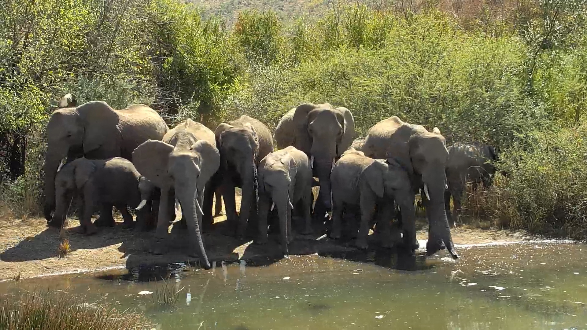 Elephant Herd Takes Over