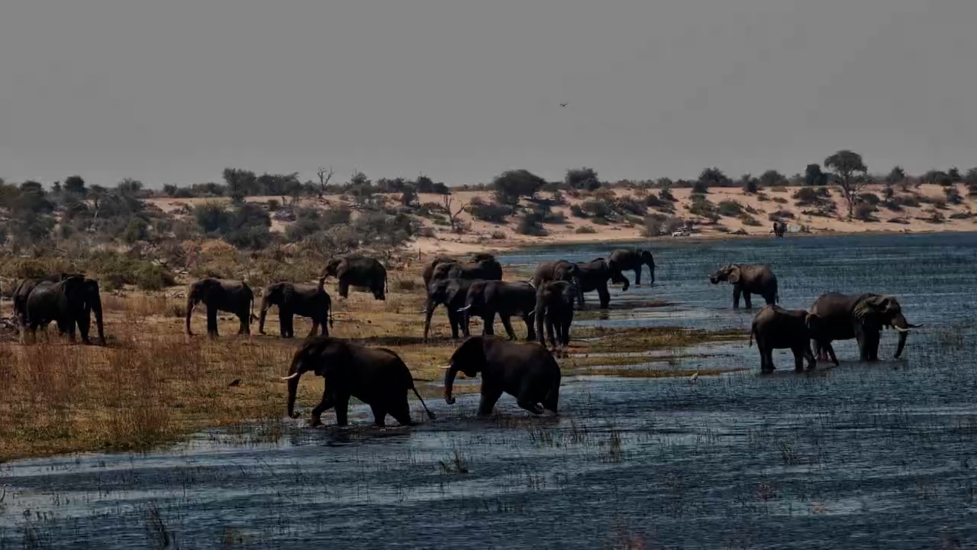 When the Whole Elephant Neighbourhood Shows Up