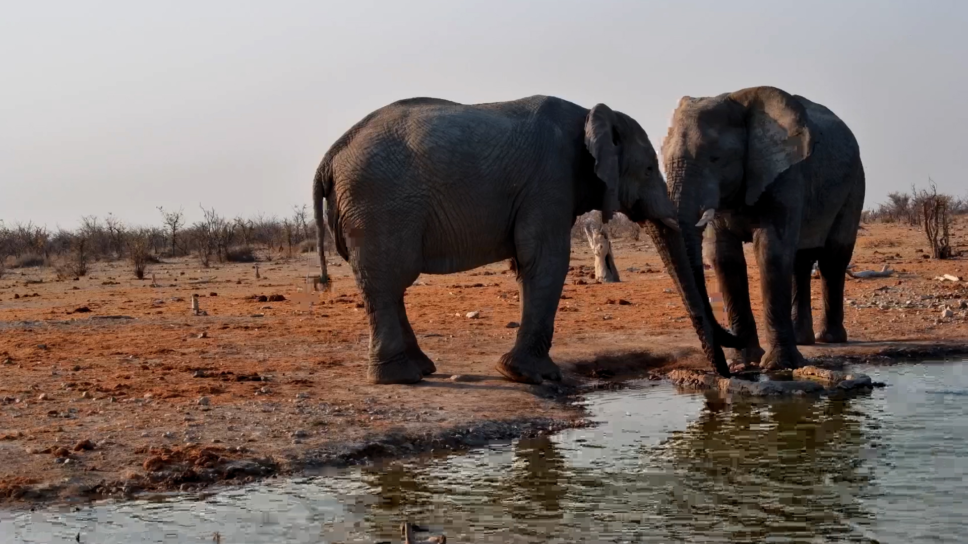 Drinks for Two at Safarihoek