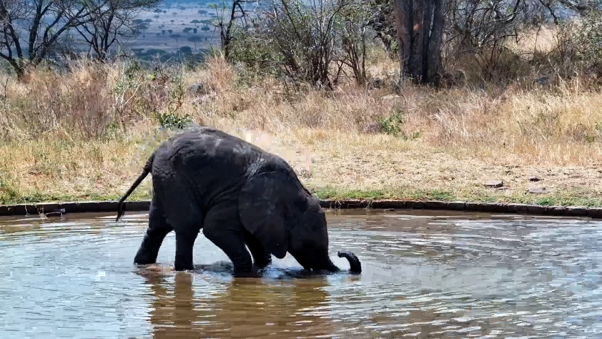 Baby Elephant vs Trunk: The Struggle Is Real