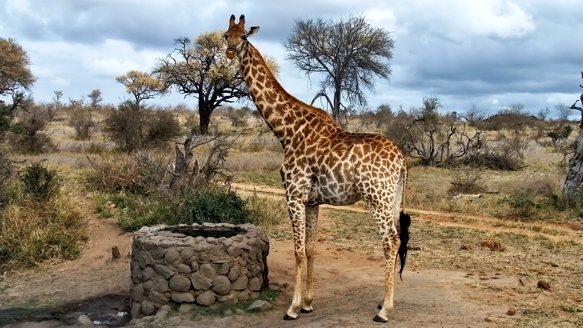 Watch How a Giraffe Drinks From a Well!
