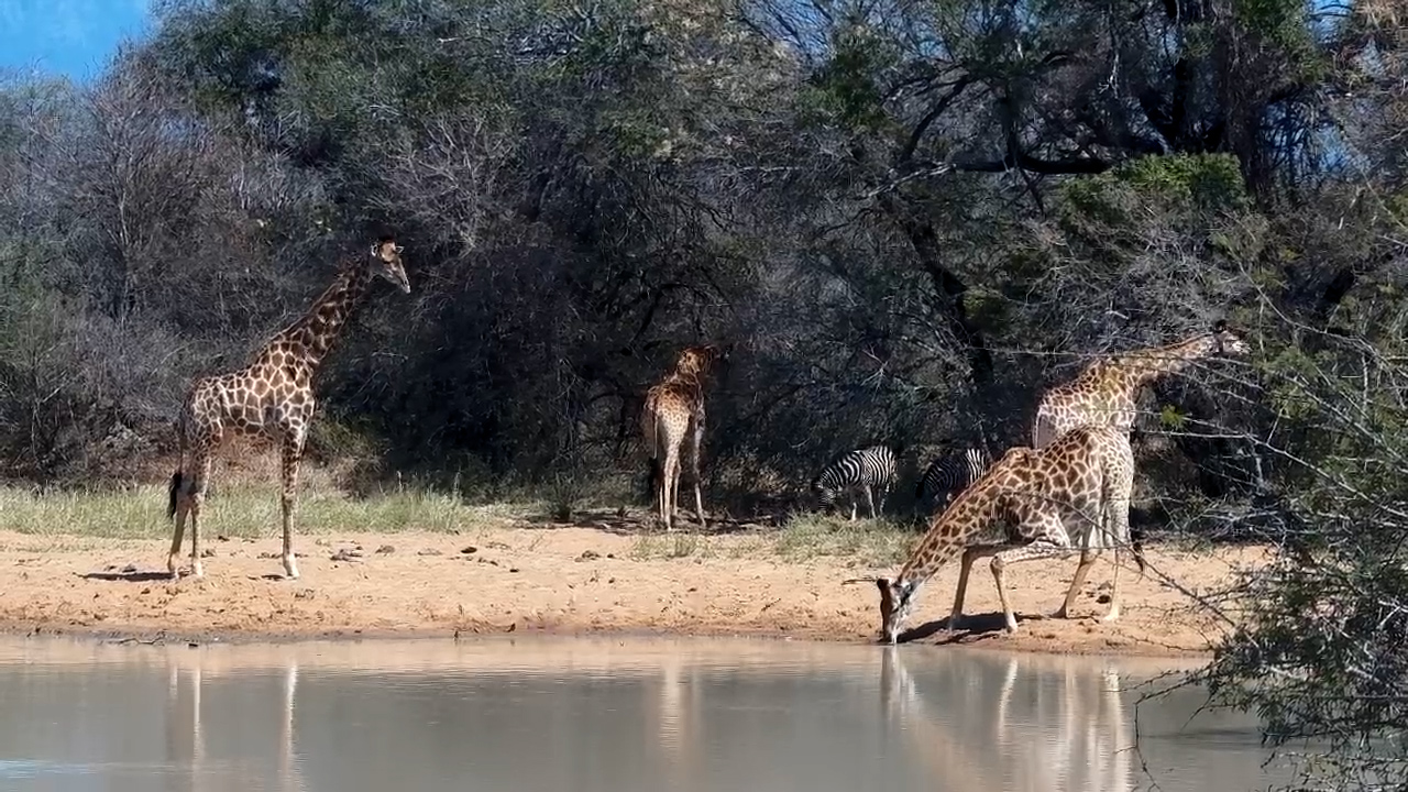 Giraffes & Zebras Gather for Drinks at Jabulani