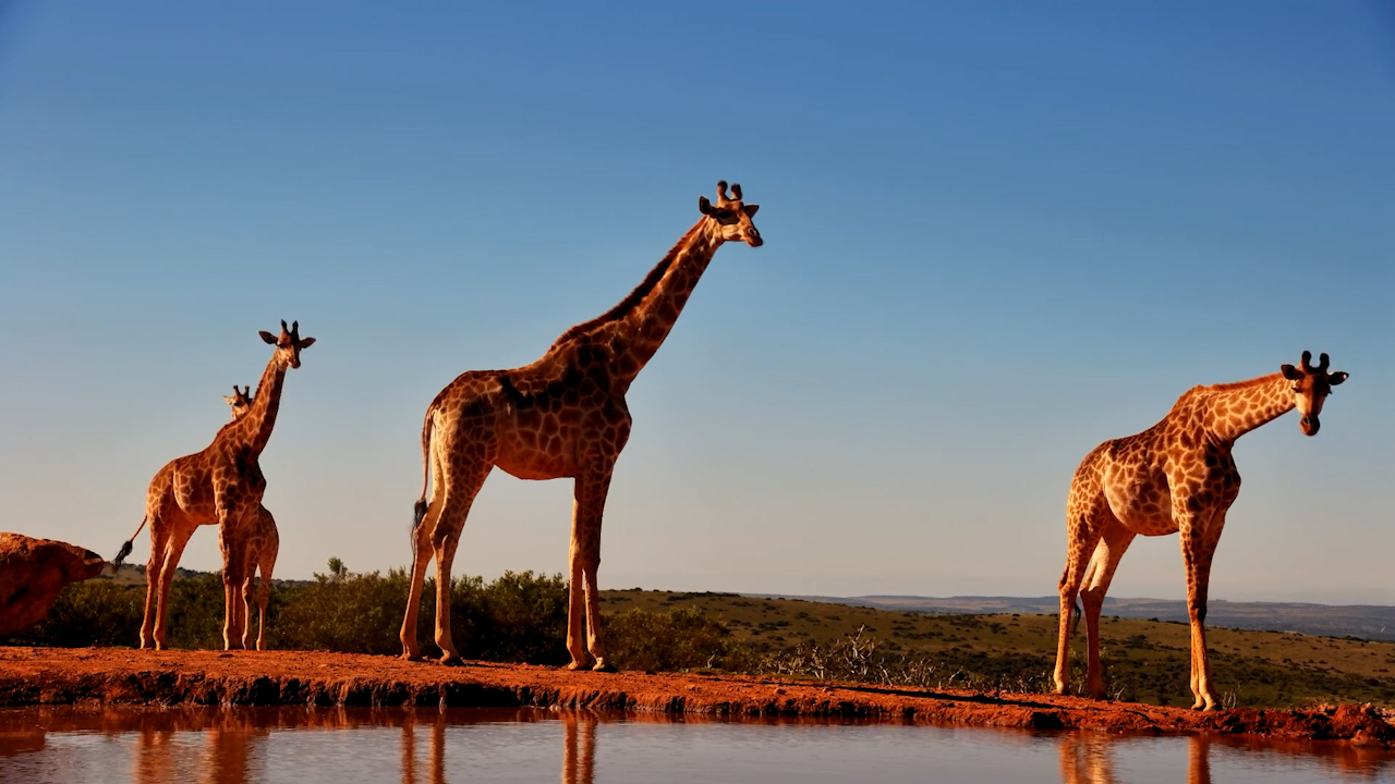 Giraffes Start Their Day With a Waterhole Visit