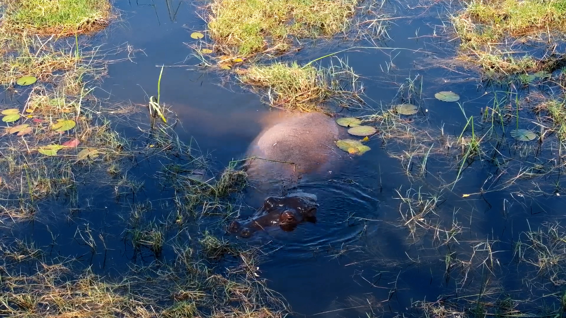 Hippo Mum & Baby Are Relaxing