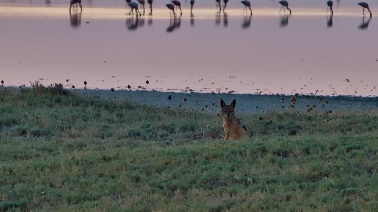 Flamingos Feed While a Jackal Watches the World Go By