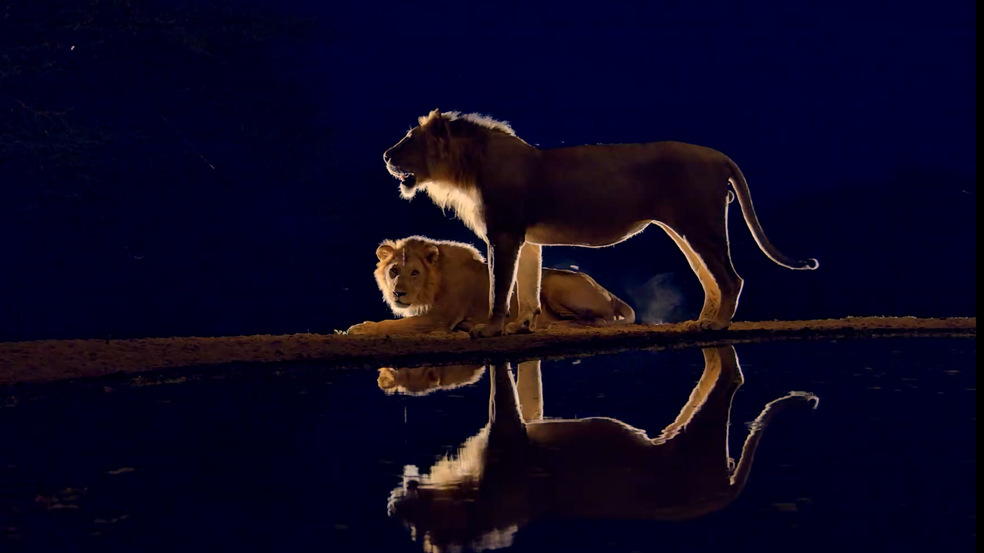 Night Kings: Two Male Lions Drink After Dark