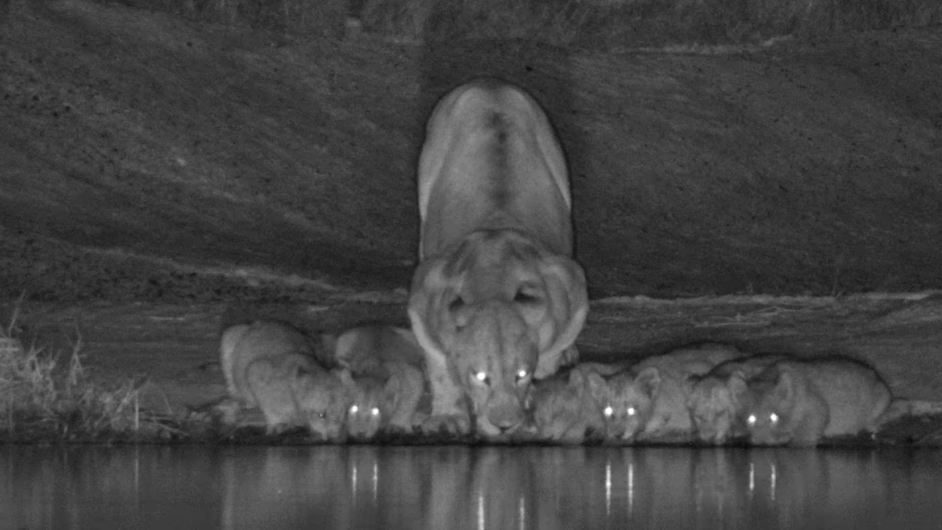 Lion Pride Brings the Cubs for a Midnight Drink!