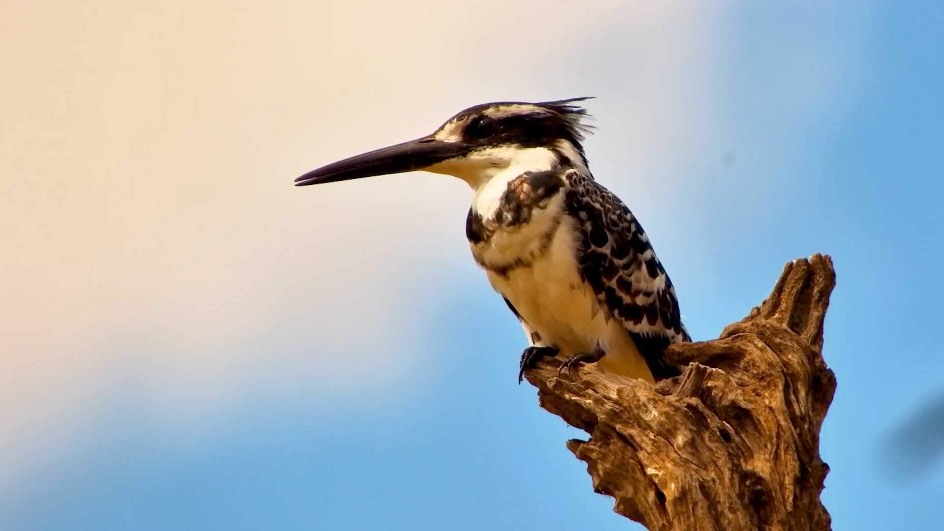 Pied Kingfisher Poised and Ready to Strike!