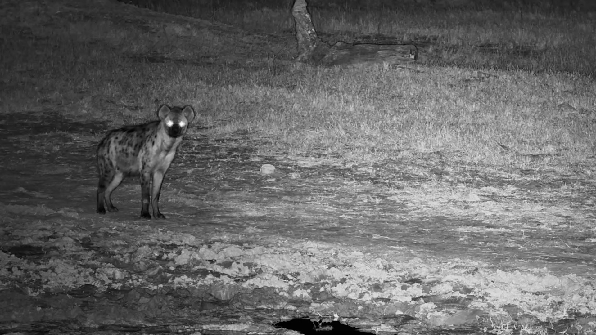 Hyena Slips In for a Quiet Drink After Dark