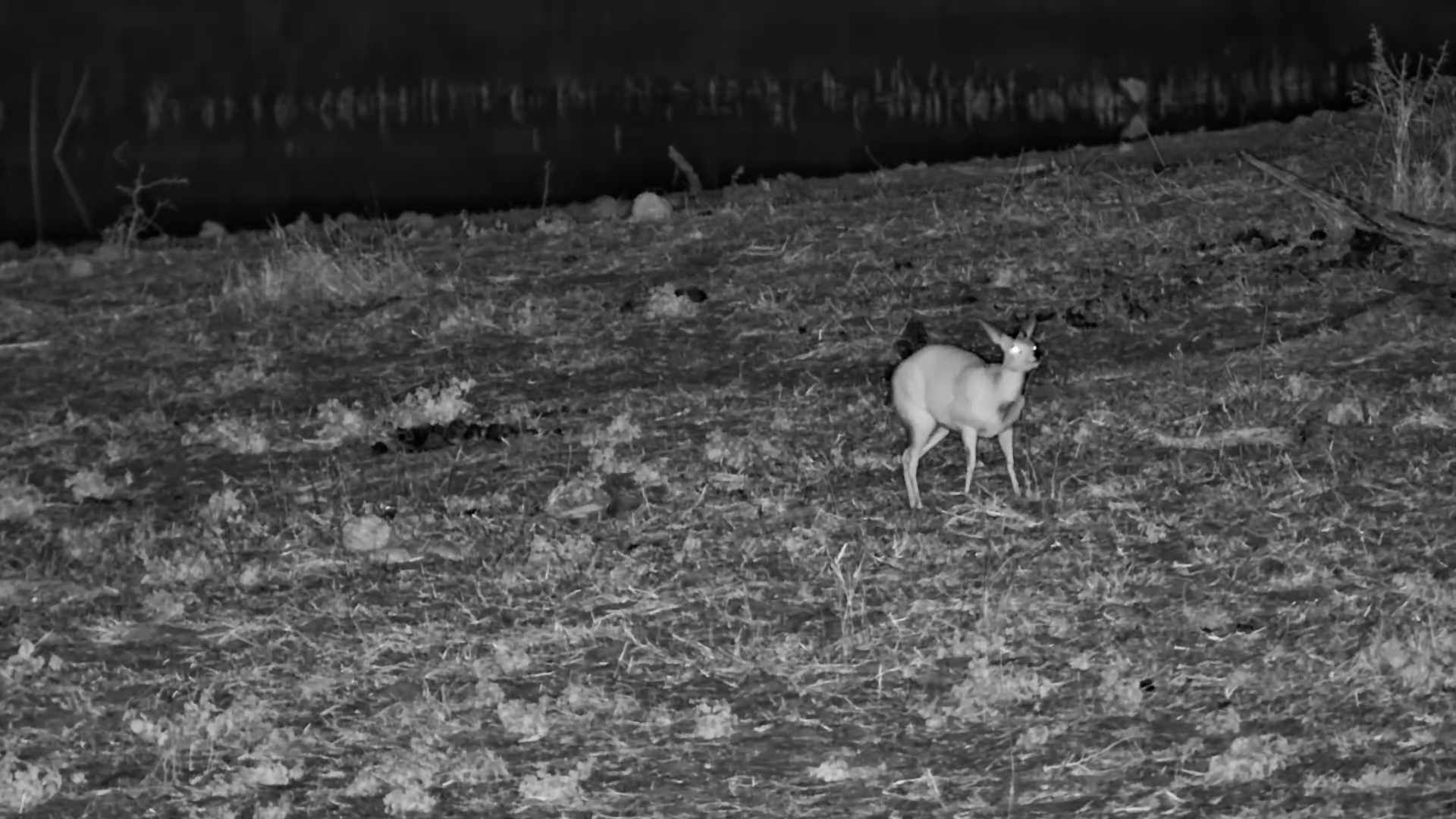 Little Steenbok Grazes Beside the Boteti After Dark