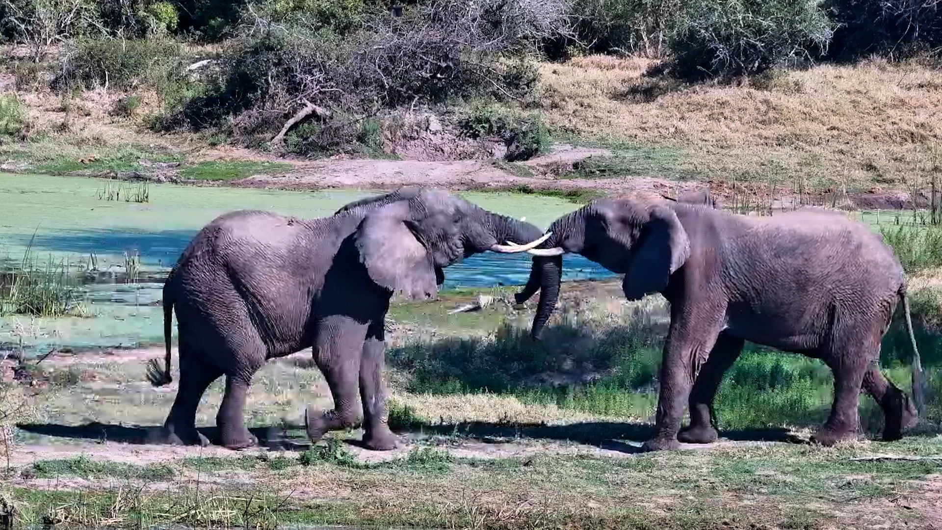 Elephant Playtime Gets a Little Rowdy