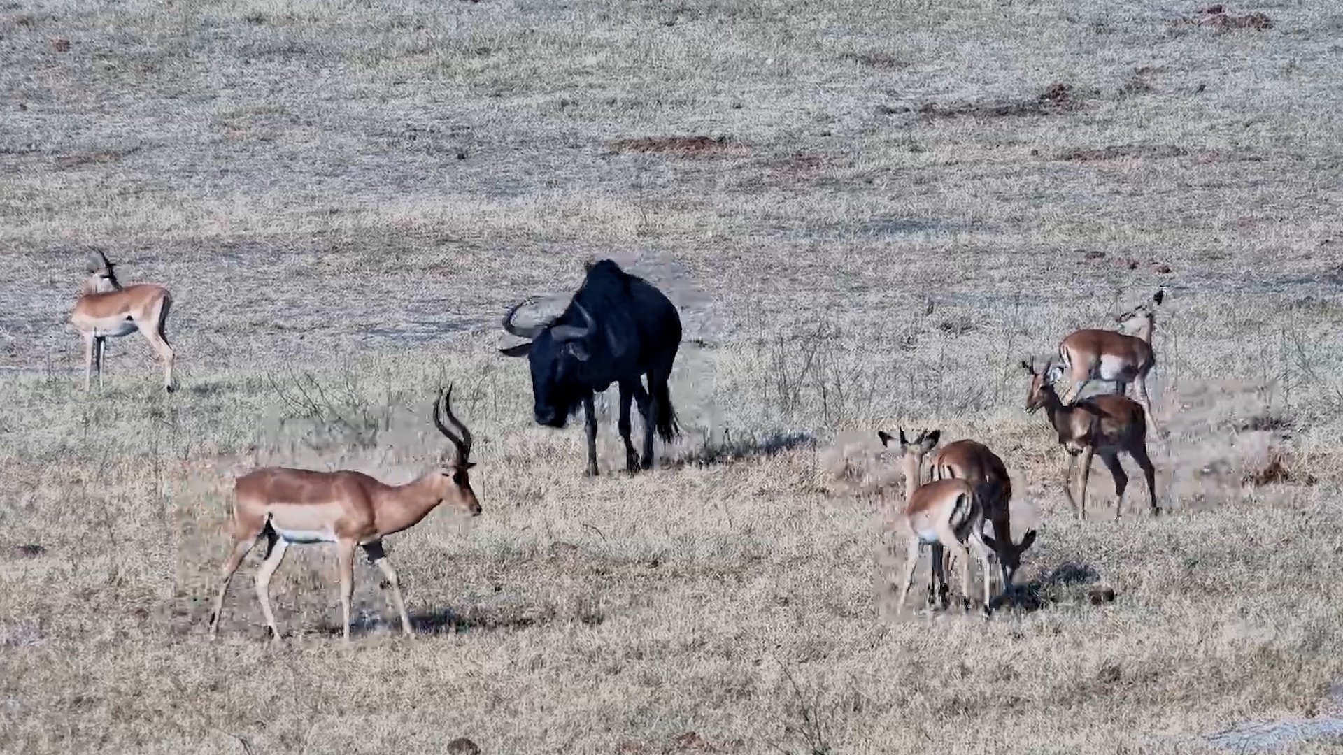 A Very Busy Day of Being a Wildebeest
