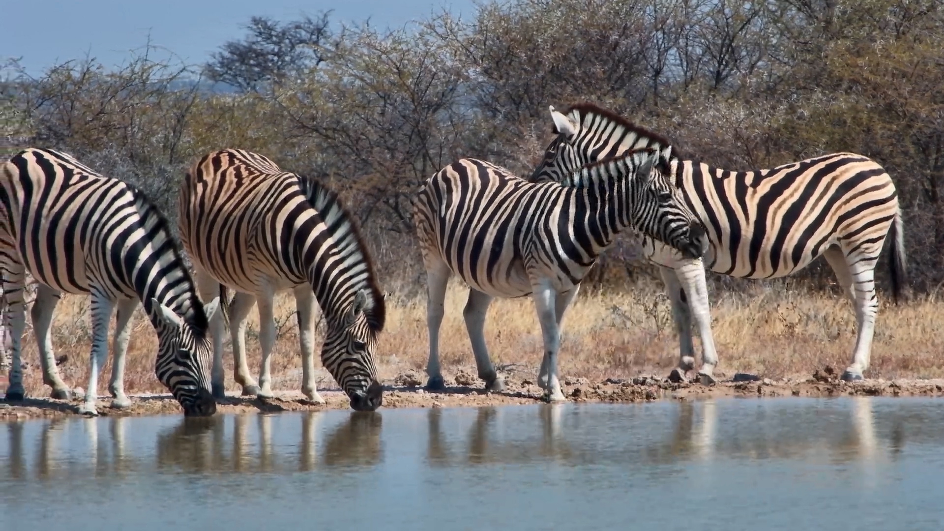 When the Striped Crowd Arrives for a Drink