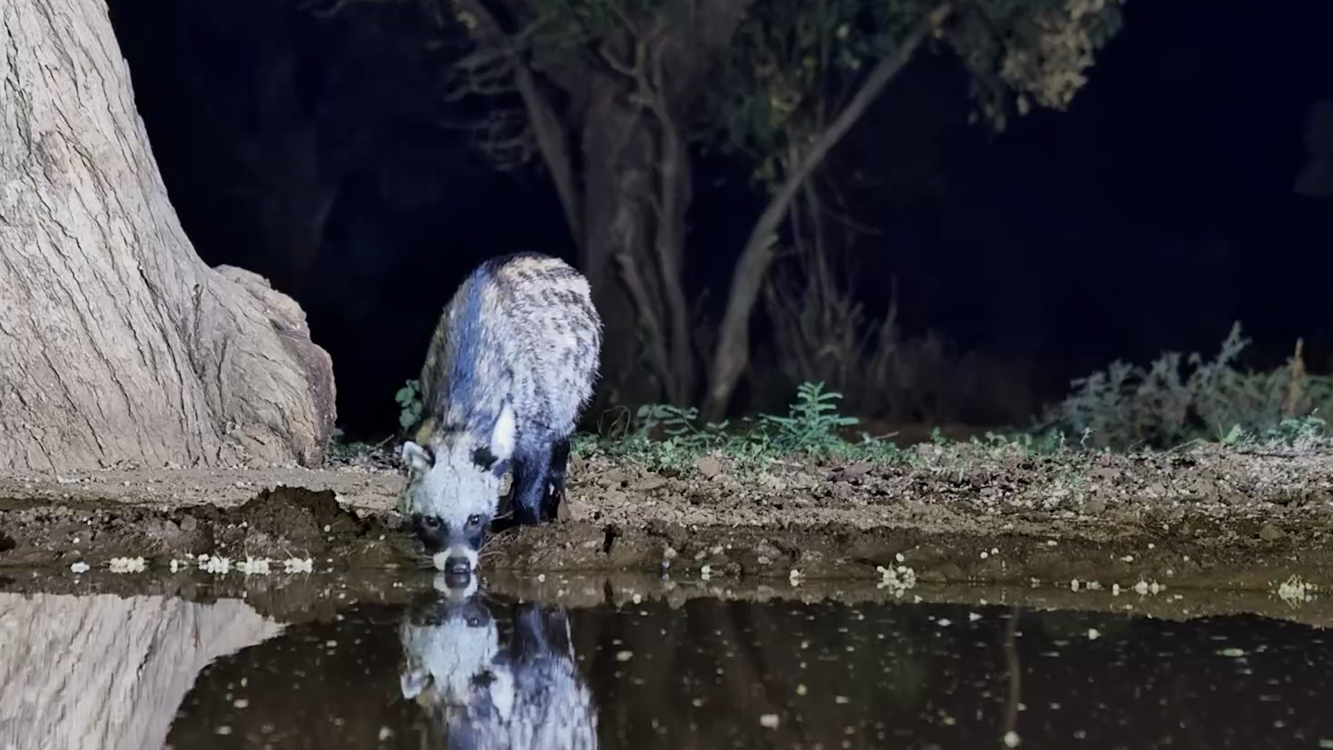 The Hare Runs… and a Civet Walks Out of the Darkness