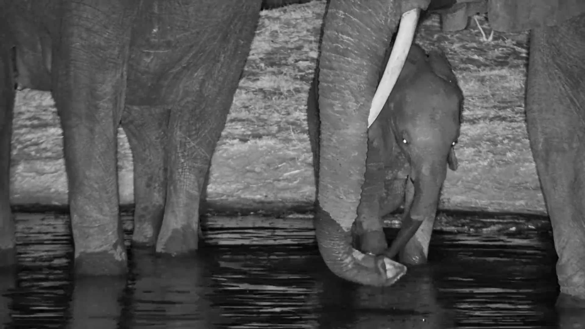A Very Cute Midnight Drink With the Elephant Family