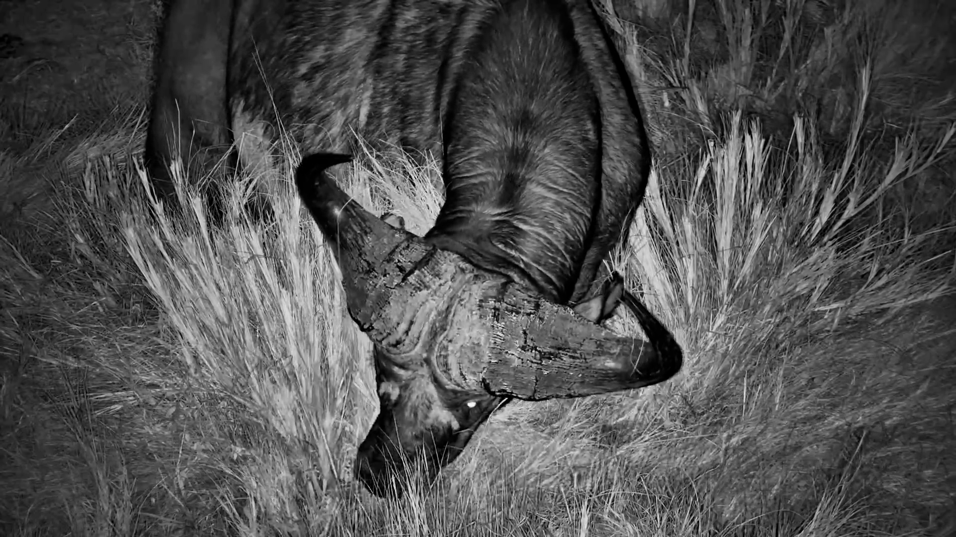 Buffalo Graze Beneath the African Night Sky