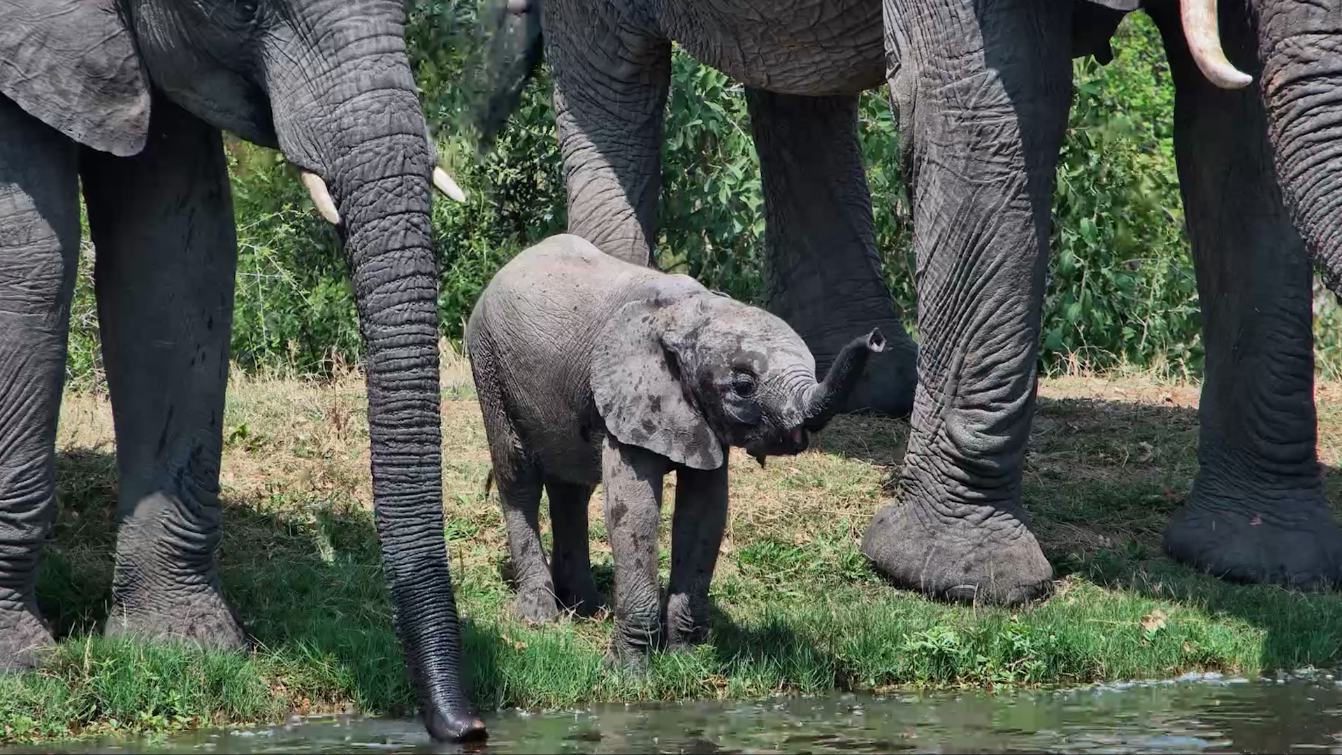 Little Elephant Joins the Family for a Drink