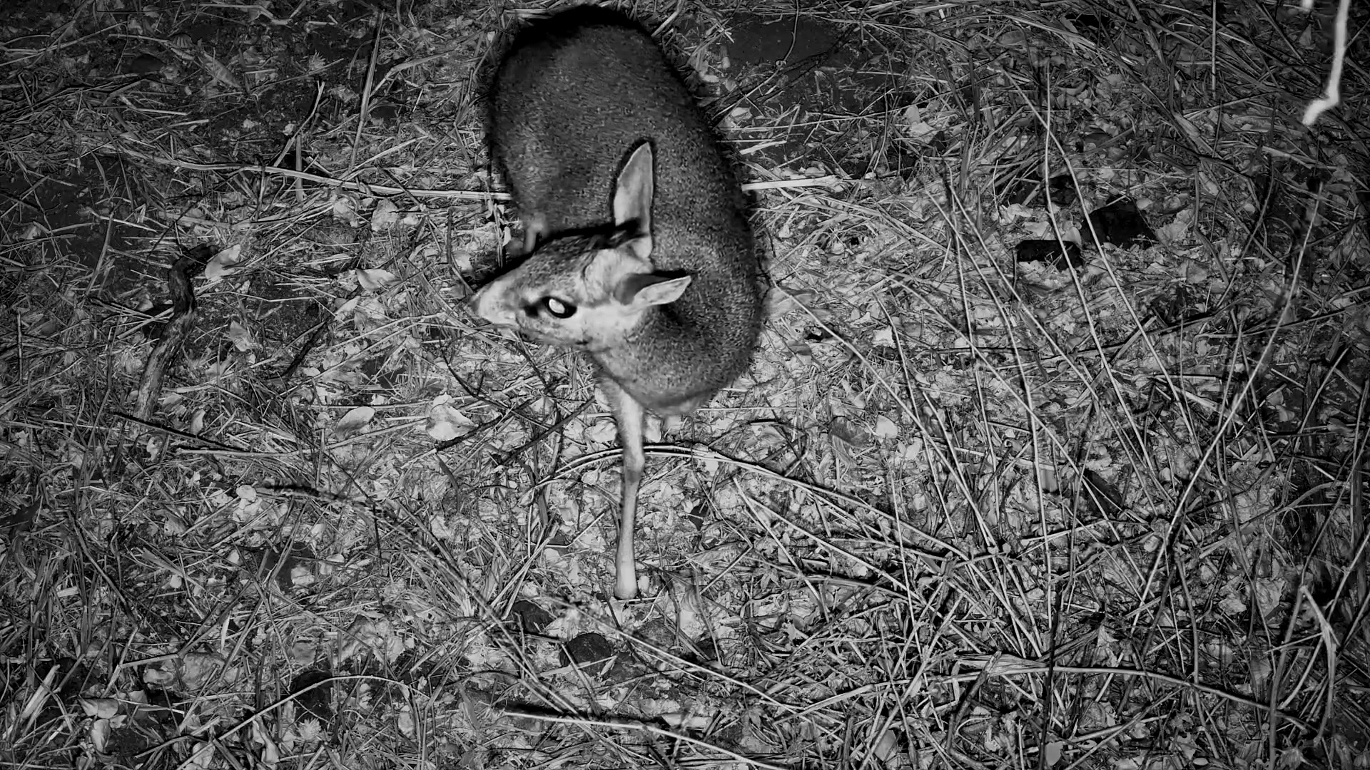 Tiny Visitors Appear Beneath the Camera After Dark