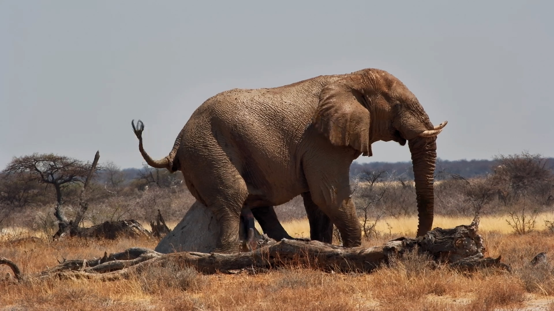 Sir… That’s a Termite Mound