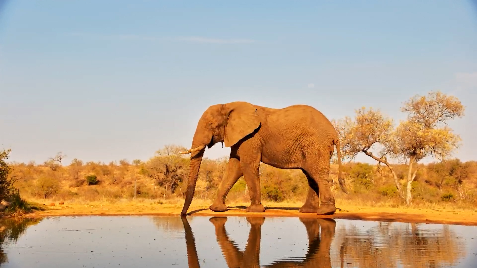 A Lone Elephant Enjoys a Quiet Moment