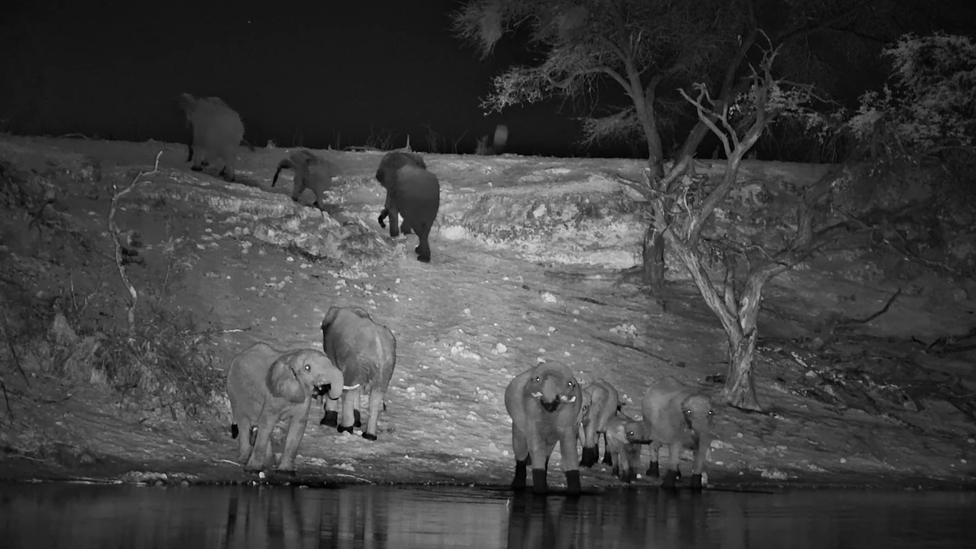 One Last Drink Before the Herd Heads Into the Night