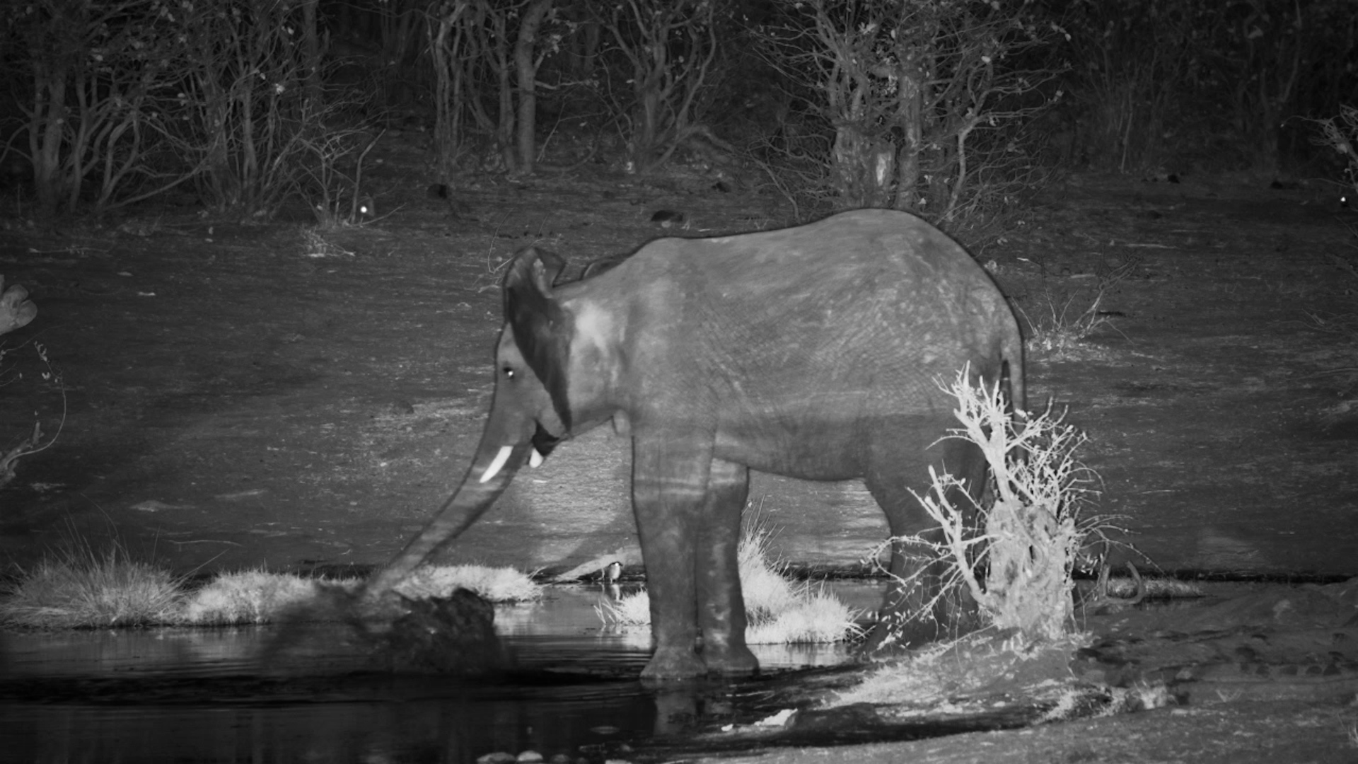 One Elephant. One Waterhole. The Middle of the Night.