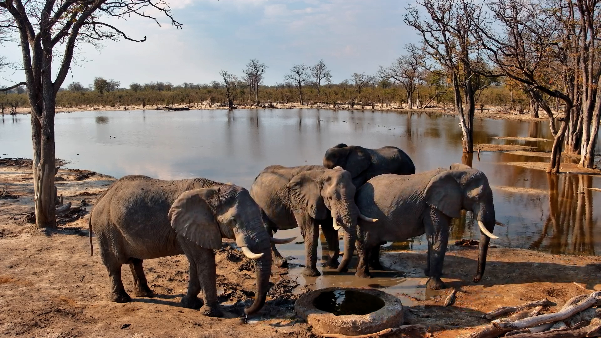 A Peaceful Elephant Gathering Around the Water Well