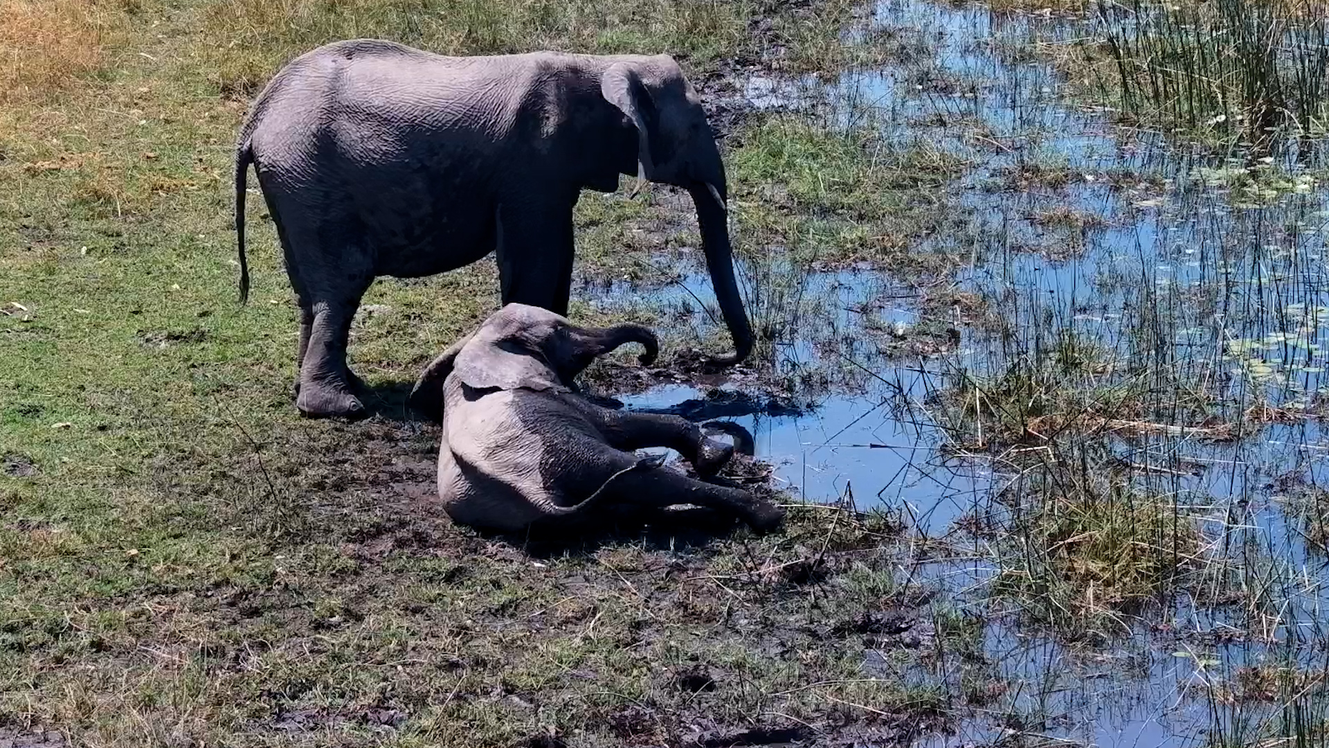 Feeding? Playing? Rolling? These Elephants Choose All Three