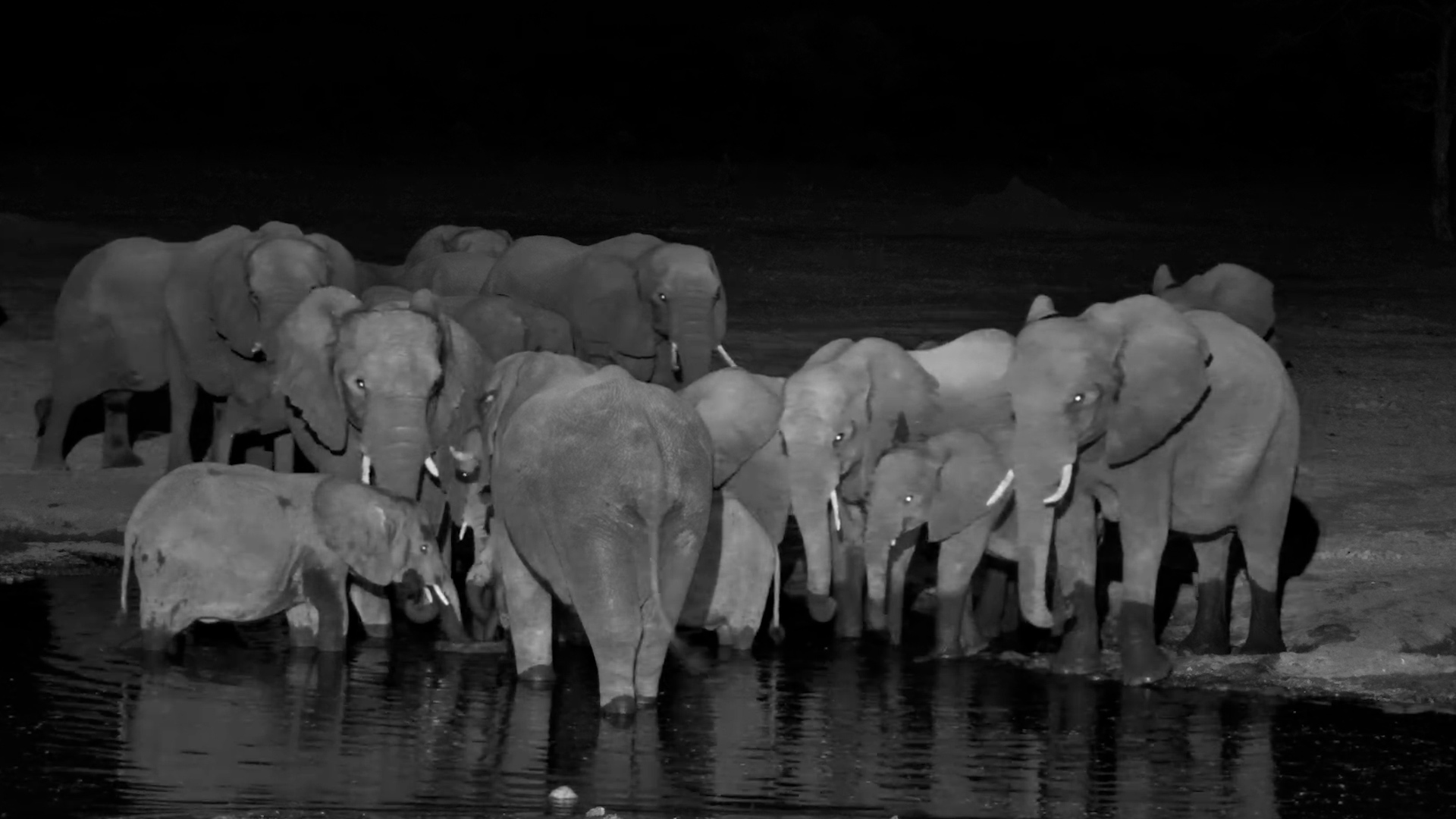 When Giants Gather at the Waterhole After Dark