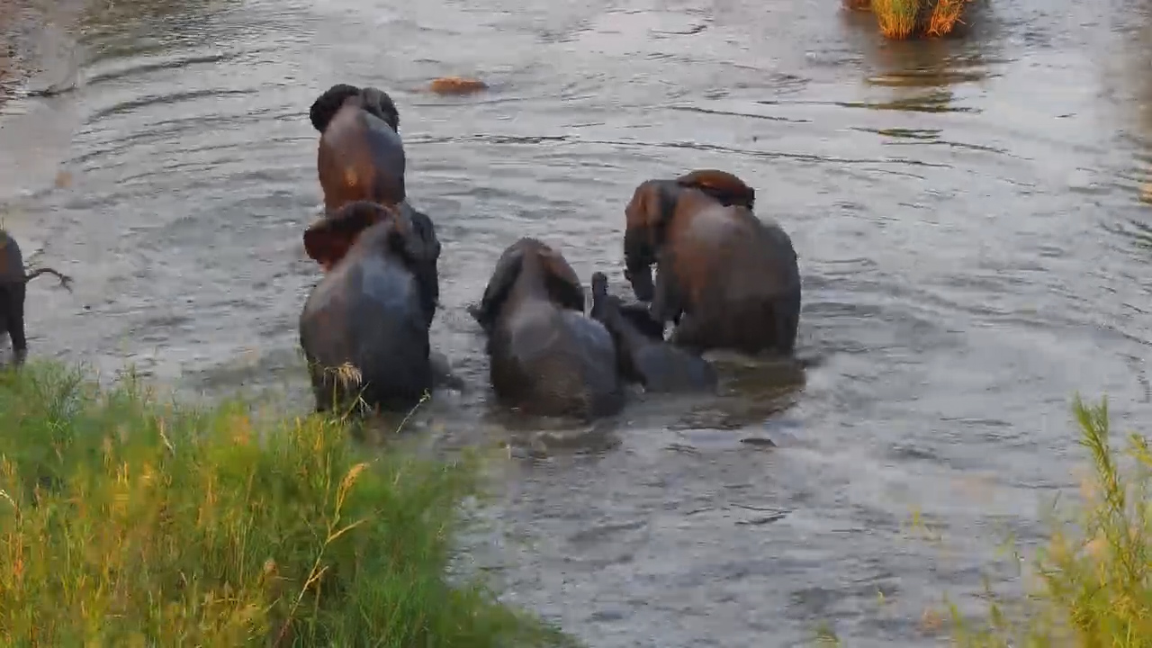 Elephants Turn the Sabi River Into Their Playground