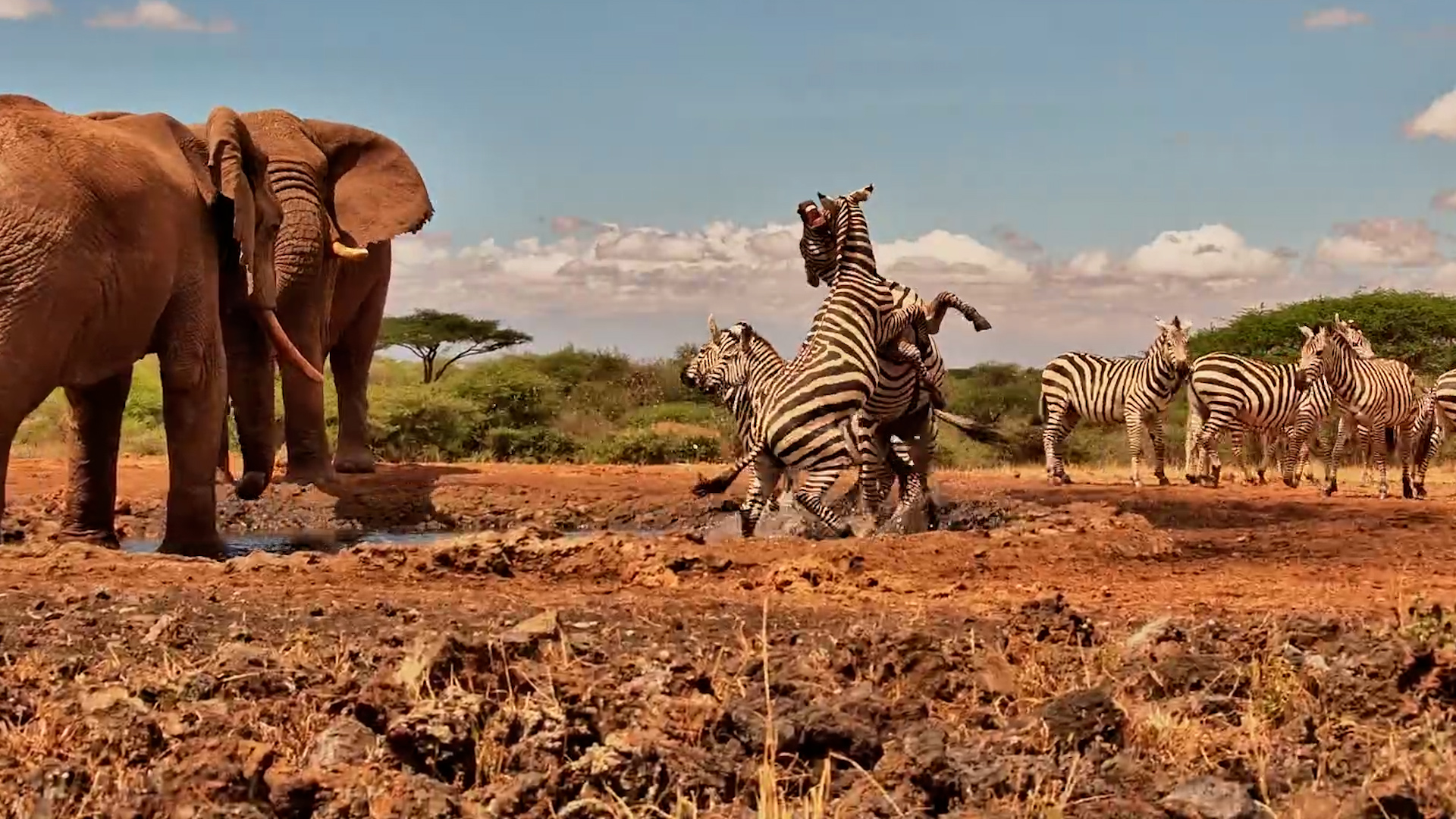 Zebra Fight Gets OUT OF HAND… Even the Elephants Are Shocked