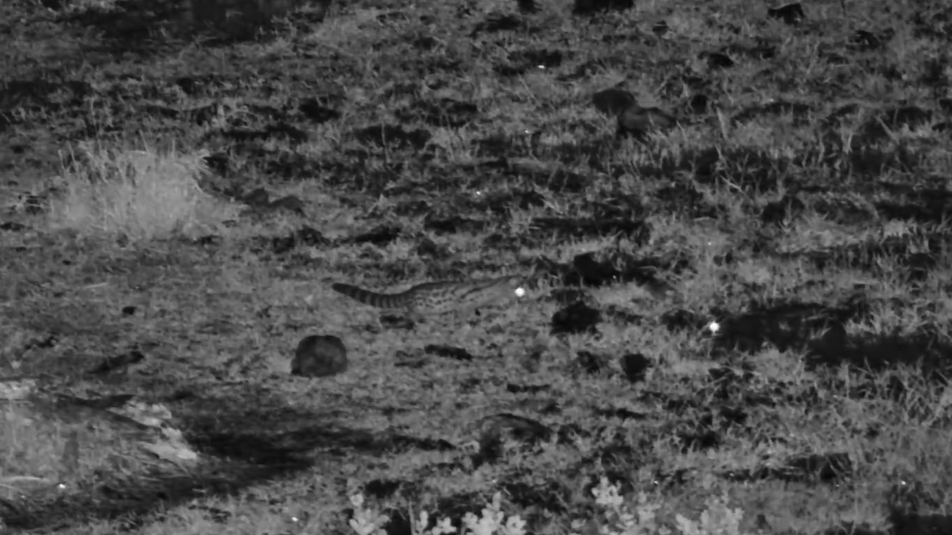 Genet Heads Out Hunting