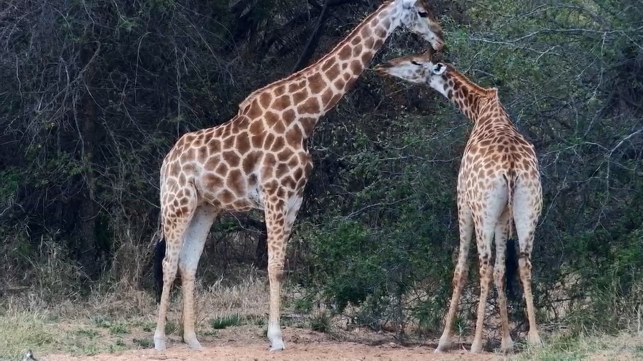 Giraffes Browse Their Way Through Jabulani