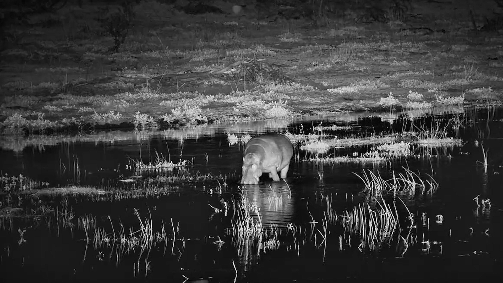 A Hungry Hippo Forages Through the Shallows After Dark