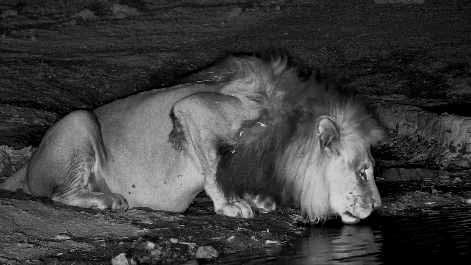The King Comes to Drink Alone After Dark