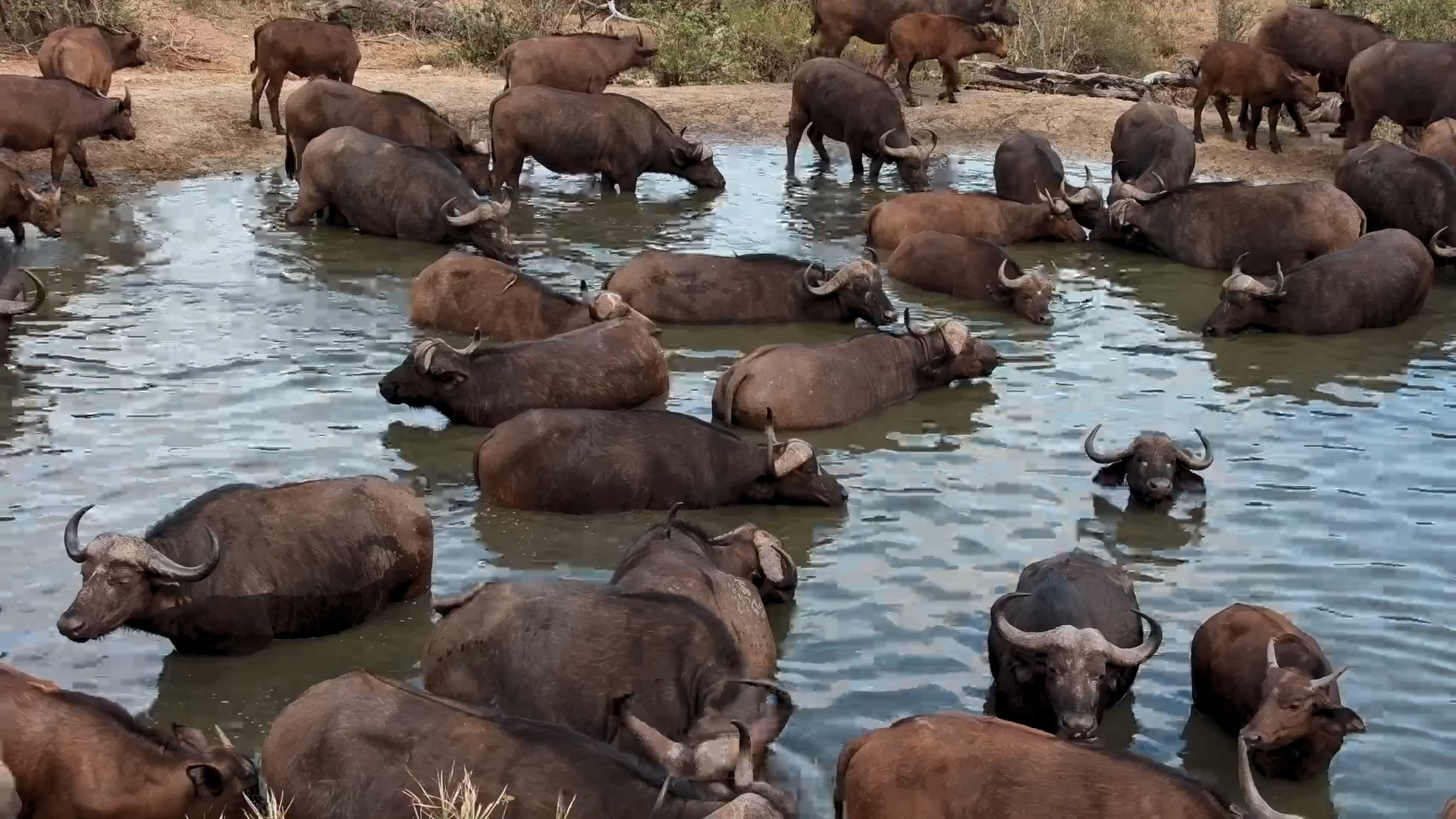This Waterhole Just Filled Up With Buffalo