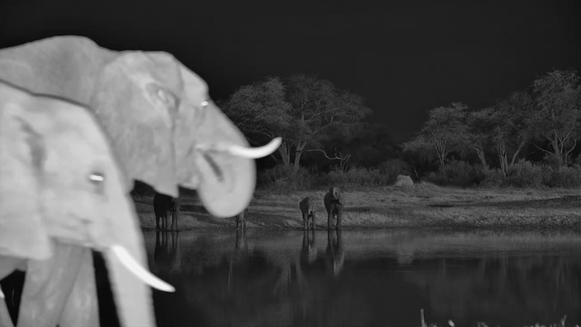 The Elephants Come Out After Dark at The Hide