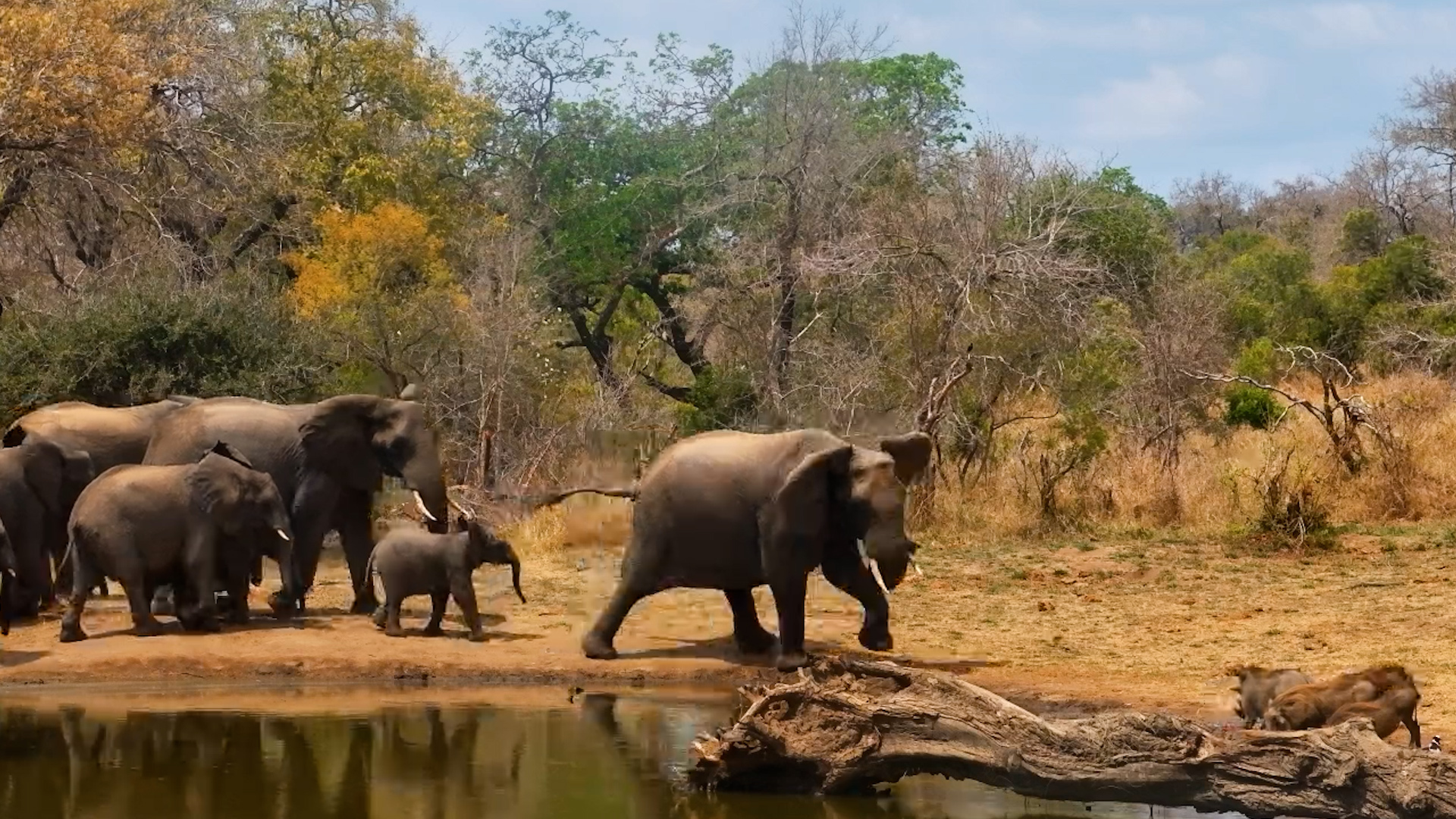 Warthog Family Comes for a Drink… Elephants Say NO