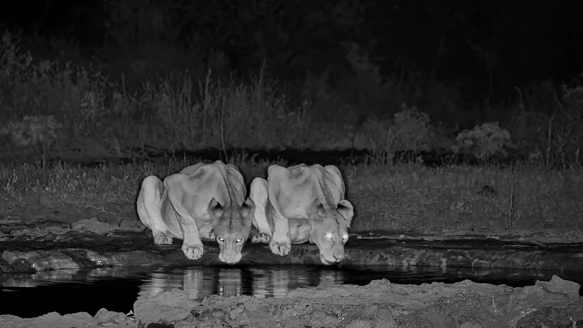 Two Lionesses Emerge From the Darkness for a Drink