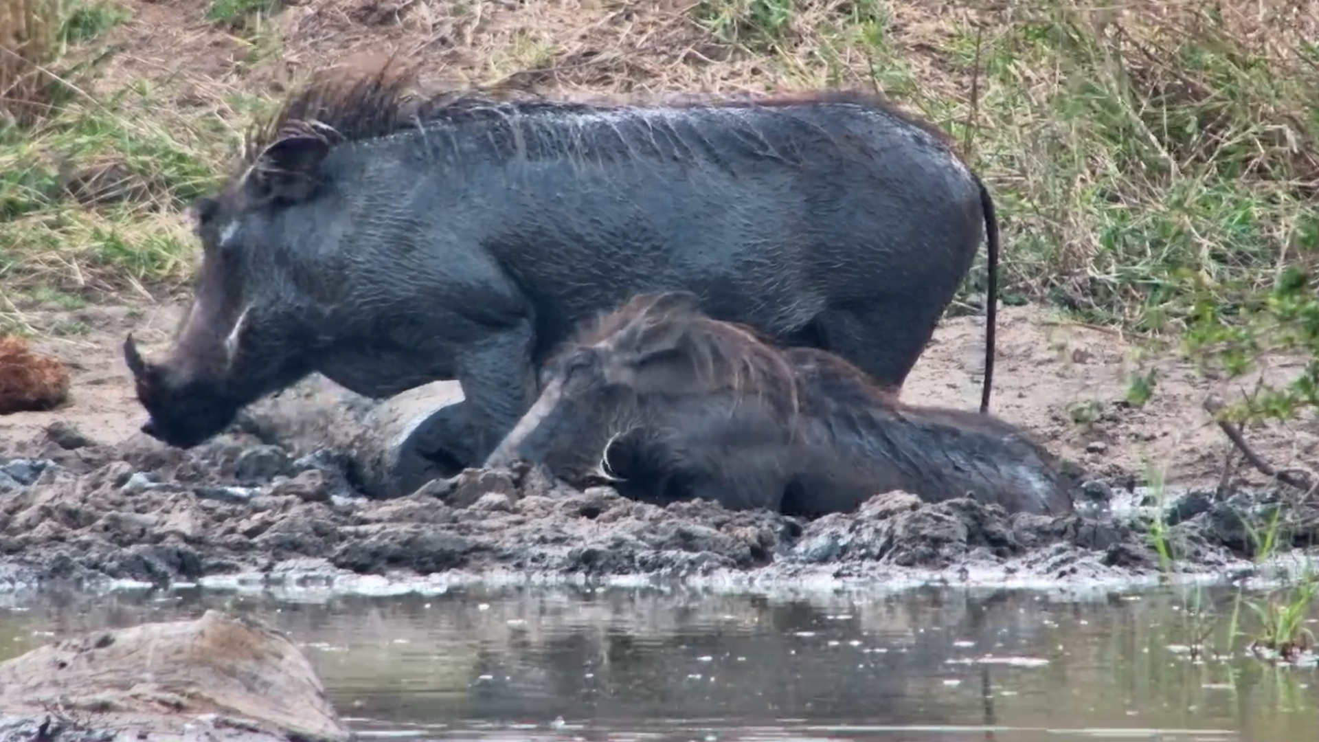 Warthogs Get Muddy While the Heron Keeps It Classy