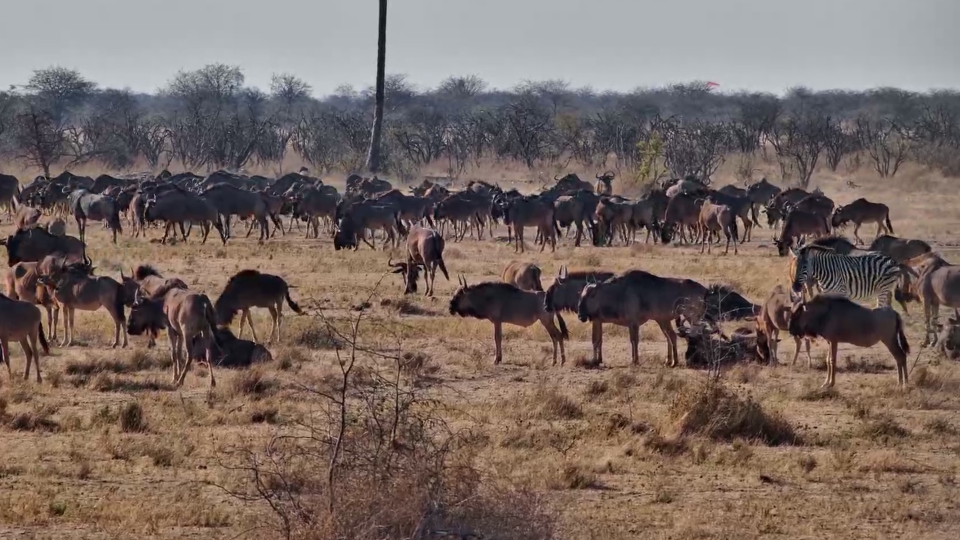 The Kalahari Comes Alive With Moving Herds