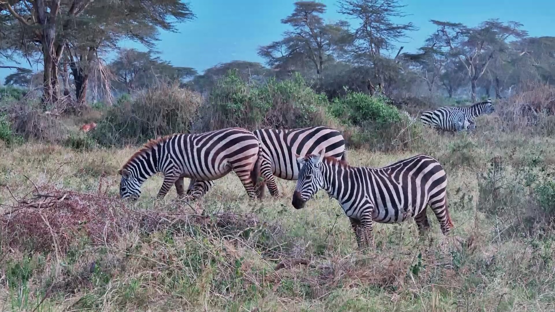 Zebras Slowly Graze Their Way Across Amboseli