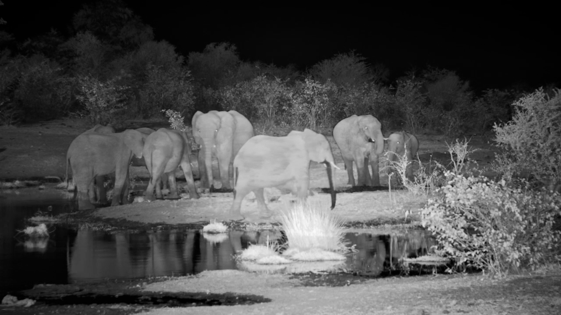 Midnight Drinks With Elephants at Vic Falls