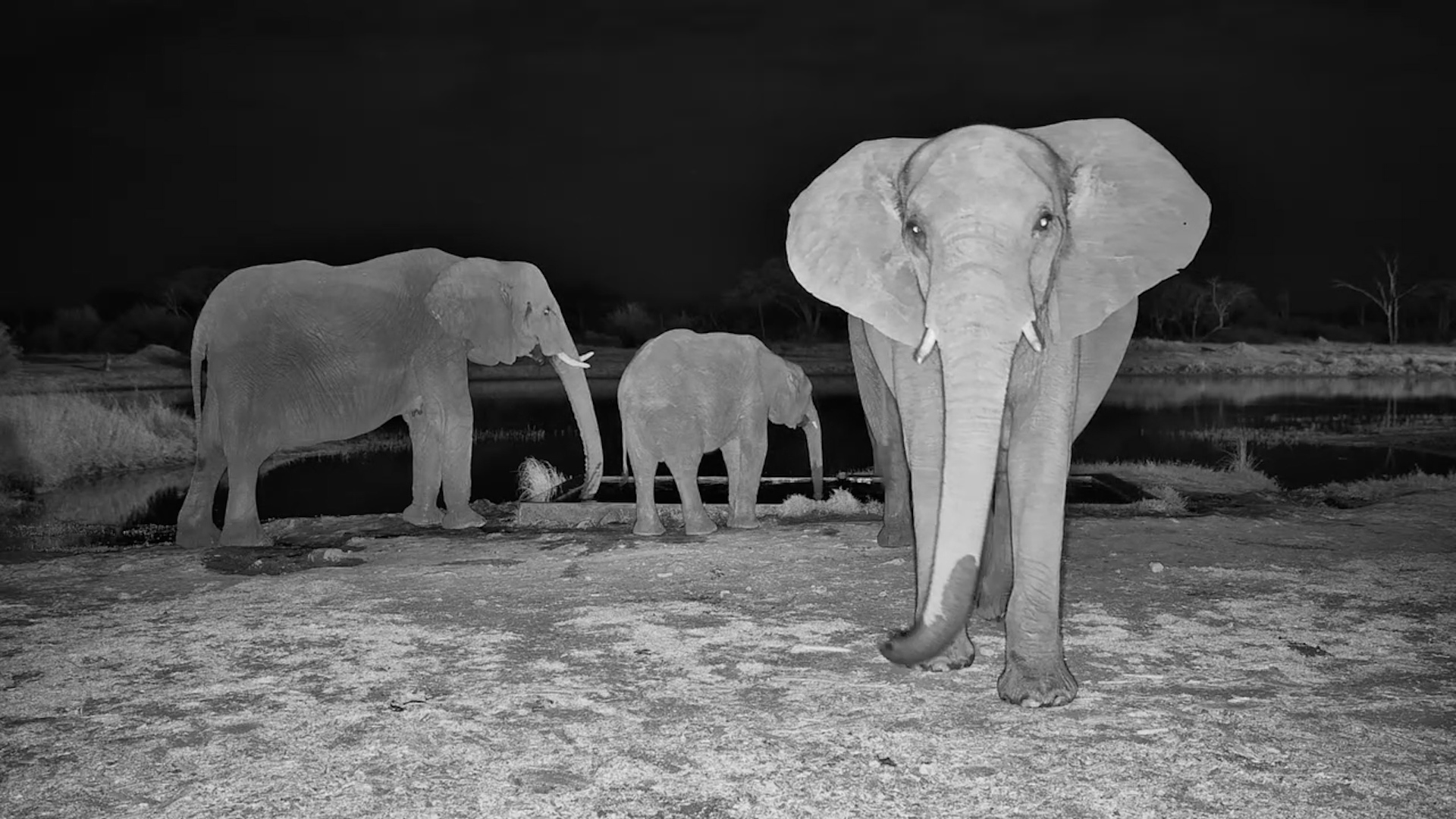 Elephants Arrive at the Waterhole After Dark
