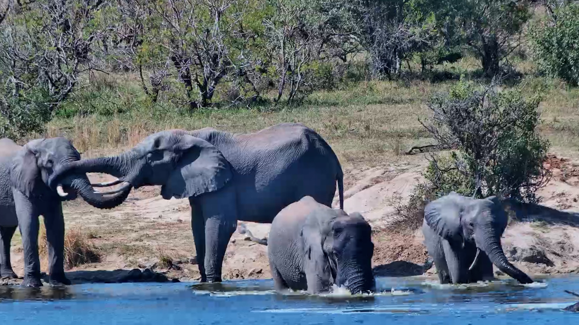 Elephants Cool Off at Ulusaba