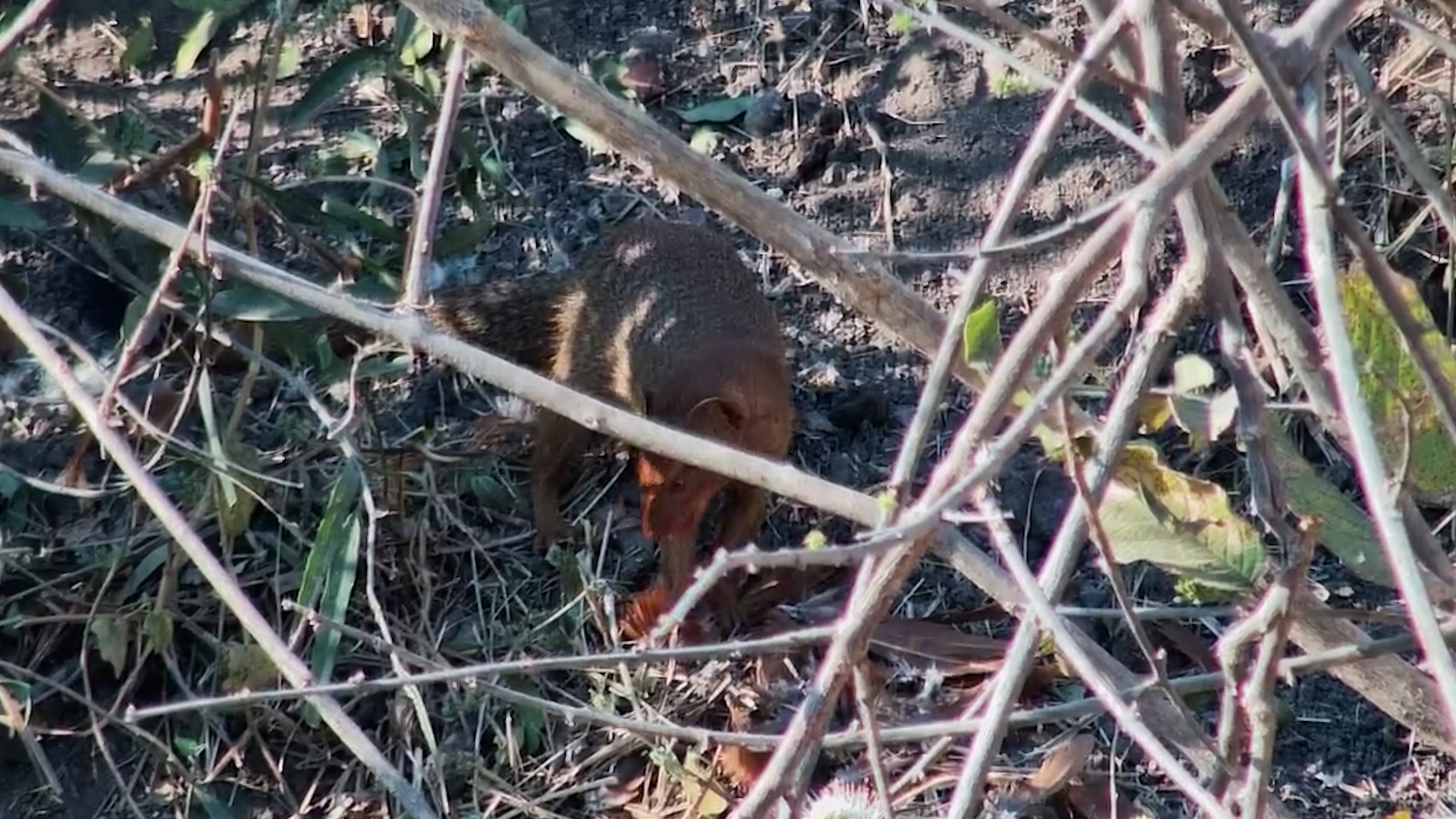 Slender Mongoose Caught With Its Feathered Meal