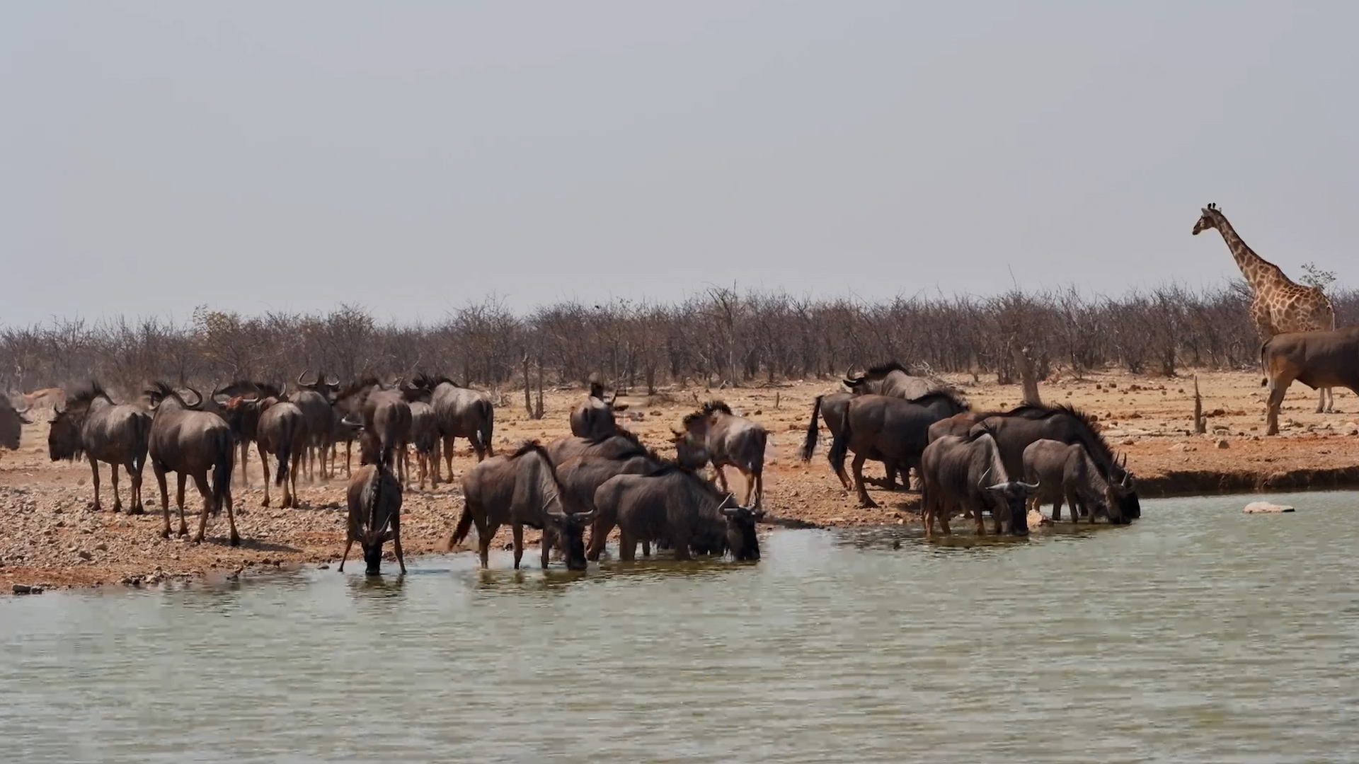 One Waterhole, So Many Different Visitors!