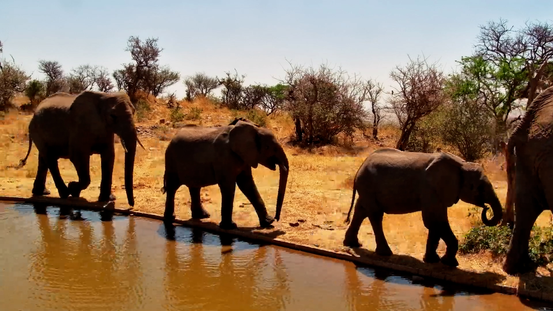 Family Drinks Are Served at Serengeti Explorer