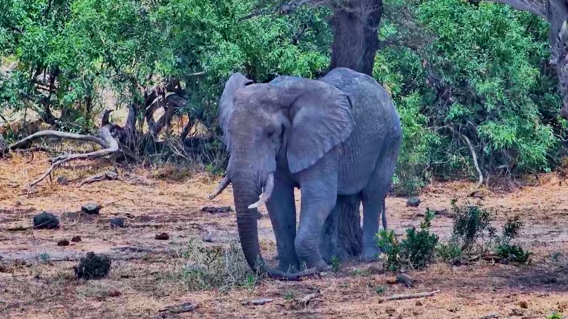 One Very Big, Very Sleepy Elephant