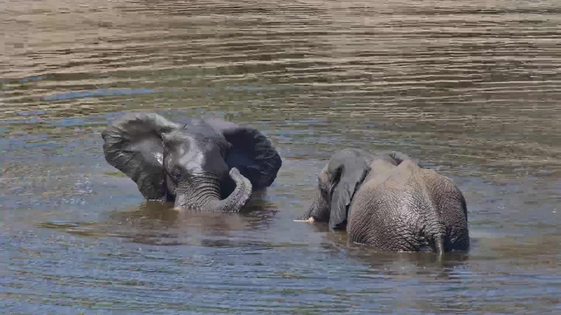 Nobody Does Pool Day Quite Like an Elephant